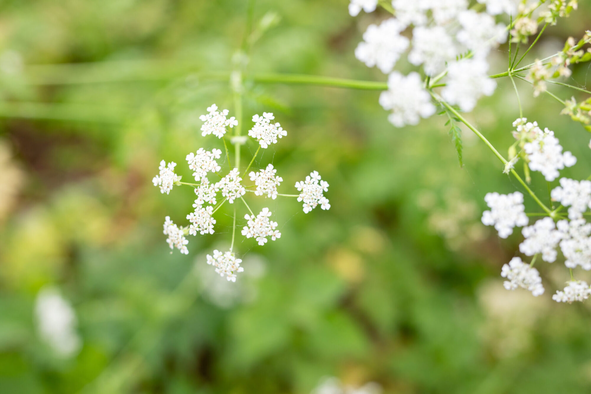 Grow so you can bloom...